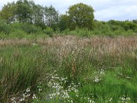 NL, Drenthe, Aa en Hunze, Drentsche Aa 91, Saxifraga-Hans Boll