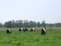 NL, Drenthe, Aa en Hunze, Drentsche Aa 93, Saxifraga-Hans Boll