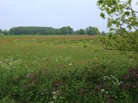 NL, Drenthe, Aa en Hunze, Drentsche Aa 96, Saxifraga-Hans Boll