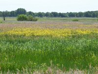 NL, Drenthe, Aa en Hunze, Drentse Aa 3, Saxifraga-Tom Heijnen