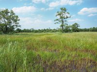 NL, Drenthe, Aa en Hunze, Elperstroom 3, Saxifraga-Hans Dekker