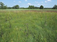 NL, Drenthe, Aa en Hunze, Elperstroom 4, Saxifraga-Hans Dekker