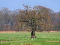 NL, Drenthe, Aa en Hunze, Elperstroom 8, Saxifraga-Hans Dekker