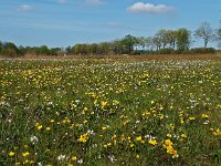 NL, Drenthe, Aa en Hunze, Gasteren 2, Saxifraga-Hans Dekker