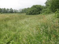 NL, Drenthe, Aa en Hunze, Gasterse Duinen 3, Saxifraga-Tom Heijnen