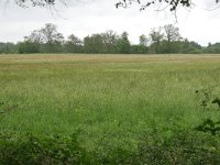 NL, Drenthe, Aa en Hunze, Gasterse Duinen 8, Saxifraga-Tom Heijnen