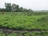 NL, Drenthe, Aa en Hunze, bij Anderen 3, Saxifraga-Tom Heijnen