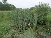 NL, Drenthe, Aa en Hunze, bij Anderen 6, Saxifraga-Tom Heijnen