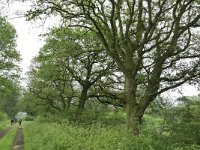 NL, Drenthe, Aa en Hunze, bij Anderen 9, Saxifraga-Tom Heijnen