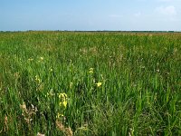 NL, Drenthe, Noordenveld, Peizermaden 7, Saxifraga-Hans Dekker