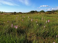 NL, Drenthe, Westerveld, Havelterberg 54, Saxifraga-Hans Dekker