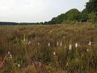 NL, Drenthe, Westerveld, Holtveen 6, Saxifraga-Hans Dekker