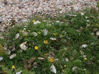 NL, Friesland, Dongeradeel, Bantpolder 6, Saxifraga-Hans Boll