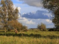 NL, Friesland, Dongeradeel, Zoutkamperplaat 32, Saxifraga-Hans Boll