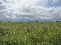 NL, Friesland, Noardeast-Fryslan, Lauwersmeer 11, Saxifraga-Willem van Kruijsbergen