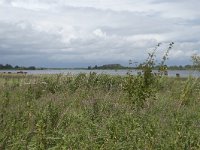 NL, Friesland, Noardeast-Fryslan, Lauwersmeer 13, Saxifraga-Willem van Kruijsbergen