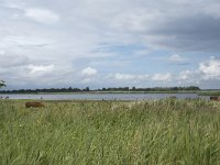 NL, Friesland, Noardeast-Fryslan, Lauwersmeer 21, Saxifraga-Willem van Kruijsbergen