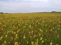 NL, Friesland, Vlieland 8, Saxifraga-Hans Dekker