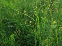 NL, Gelderland, Brummen, Cortenoever 26, Saxifraga-Hans Boll