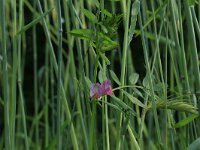 NL, Gelderland, Brummen, Cortenoever 3, Saxifraga-Hans Boll