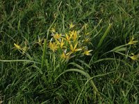 NL, Gelderland, Brummen, Cortenoever 32, Saxifraga-Hans Boll