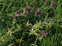 NL, Gelderland, Brummen, Cortenoever 34, Saxifraga-Hans Boll