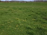 NL, Gelderland, Brummen, Cortenoever 37, Saxifraga-Hans Boll