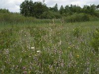 NL, Gelderland, Buren, Tichelgaten 11, Saxifraga-Willem van Kruijsbergen