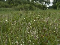 NL, Gelderland, Buren, Tichelgaten 12, Saxifraga-Willem van Kruijsbergen