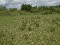 NL, Gelderland, Buren, Tichelgaten 15, Saxifraga-Willem van Kruijsbergen