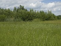 NL, Gelderland, Buren, Tichelgaten 19, Saxifraga-Willem van Kruijsbergen