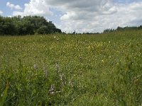 NL, Gelderland, Buren, Tichelgaten 21, Saxifraga-Willem van Kruijsbergen