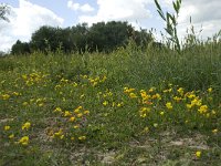 NL, Gelderland, Buren, Tichelgaten 22, Saxifraga-Willem van Kruijsbergen