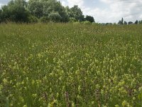 NL, Gelderland, Buren, Tichelgaten 23, Saxifraga-Willem van Kruijsbergen