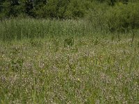 NL, Gelderland, Buren, Tichelgaten 3, Saxifraga-Willem van Kruijsbergen