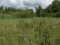 NL, Gelderland, Buren, Tichelgaten 5, Saxifraga-Willem van Kruijsbergen