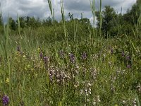 NL, Gelderland, Buren, Tichelgaten 8, Saxifraga-Willem van Kruijsbergen