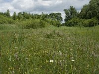 NL, Gelderland, Buren, Tichelgaten 9, Saxifraga-Willem van Kruijsbergen