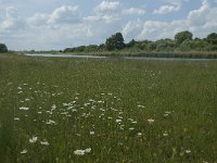 NL, Gelderland, Culemborg, Goilberdingerwaard 12, Saxifraga-Willem van Kruijsbergen