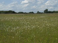 NL, Gelderland, Culemborg, Goilberdingerwaard 17, Saxifraga-Willem van Kruijsbergen