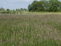 NL, Gelderland, Culemborg, Goilberdingerwaard 19, Saxifraga-Willem van Kruijsbergen