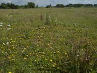 NL, Gelderland, Culemborg, Goilberdingerwaard 23, Saxifraga-Willem van Kruijsbergen