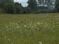 NL, Gelderland, Culemborg, Goilberdingerwaard 9, Saxifraga-Willem van Kruijsbergen