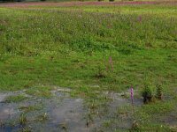 NL, Gelderland, Druten, Afferdensche en Deestsche Waarden 10, Saxifraga-Hans Boll