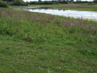 NL, Gelderland, Druten, Afferdensche en Deestsche Waarden 13, Saxifraga-Hans Boll