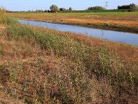 NL, Gelderland, Druten, Afferdensche en Deestsche Waarden 16, Saxifraga-Hans Boll