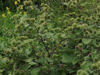 NL, Gelderland, Druten, Afferdensche en Deestsche Waarden 3, Saxifraga-Hans Boll