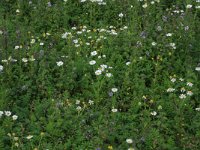 NL, Gelderland, Druten, Afferdensche en Deestsche Waarden 41, Saxifraga-Hans Boll