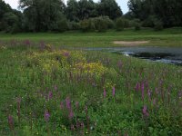 NL, Gelderland, Druten, Afferdensche en Deestsche Waarden 44, Saxifraga-Hans Boll