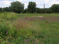 NL, Gelderland, Druten, Afferdensche en Deestsche Waarden 5, Saxifraga-Hans Boll